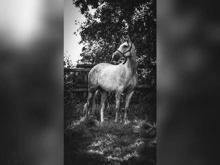 Oldenburger Springpferd Wałach 5 lat 163 cm Siwa in Furth