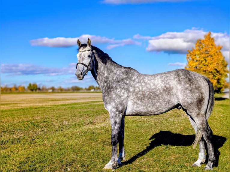 Oldenburger Springpferd Wałach 5 lat 163 cm Siwa in M&#xFC;nchendorf