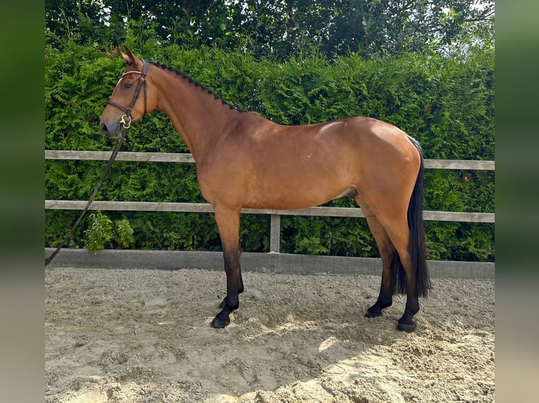 Oldenburger Springpferd Wałach 5 lat 165 cm Gniada in Lohne (Oldenburg)