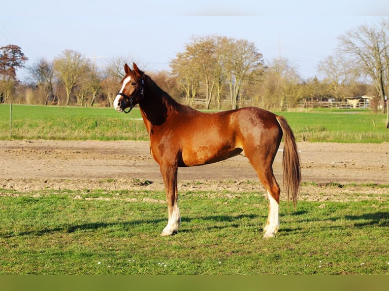 Oldenburger Springpferd Wałach 5 lat 165 cm Kasztanowata in Weiterstadt