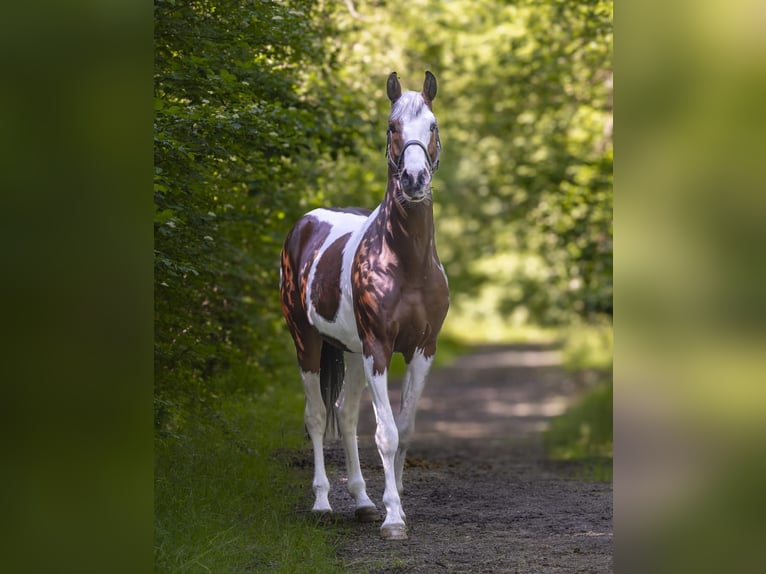 Oldenburger Springpferd Wałach 5 lat 165 cm Srokata in Ebreichsdorf