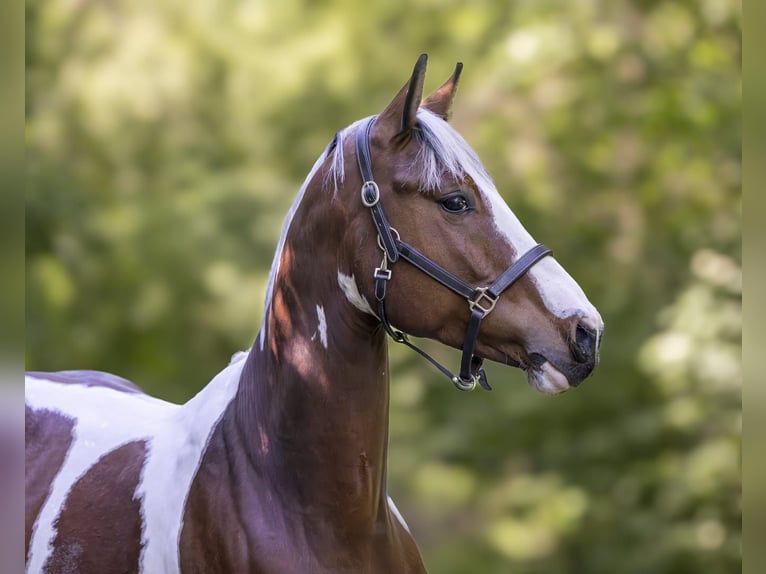 Oldenburger Springpferd Wałach 5 lat 165 cm Srokata in Ebreichsdorf