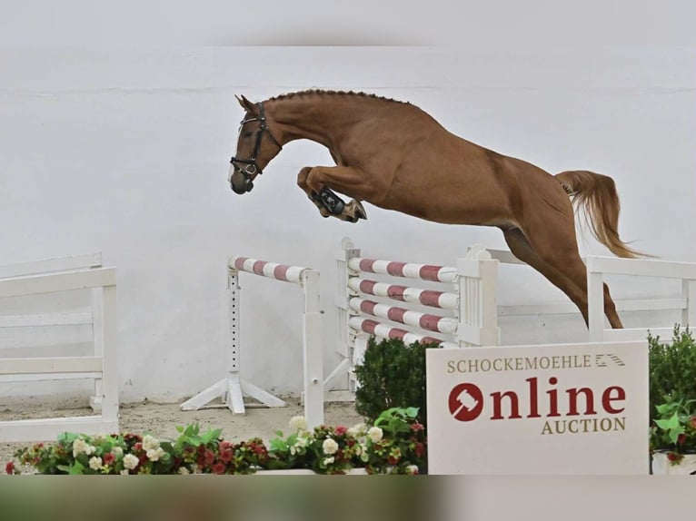 Oldenburger Springpferd Wałach 5 lat 168 cm Kasztanowata in GŁUBCZYN