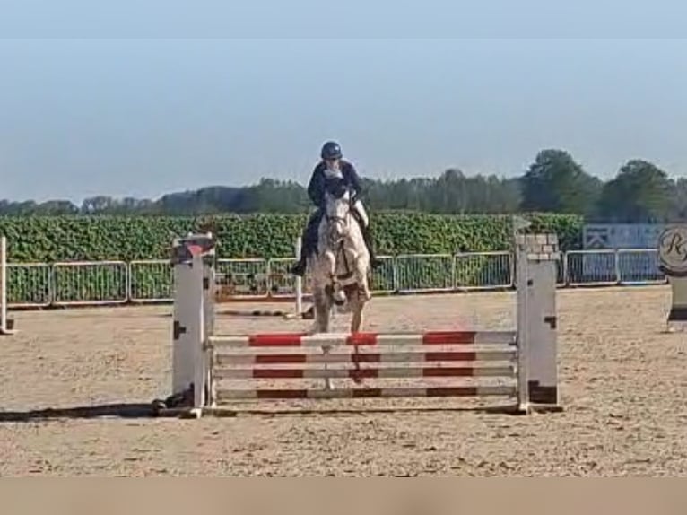 Oldenburger Springpferd Wałach 5 lat 168 cm Siwa in Michaelisbruch