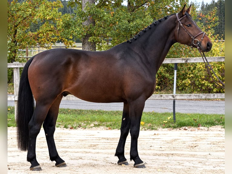 Oldenburger Springpferd Wałach 5 lat 169 cm Ciemnogniada in Bad Dürrheim