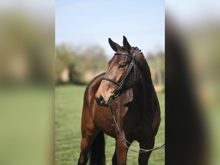 Oldenburger Springpferd Wałach 5 lat 169 cm Gniada in Bovenau