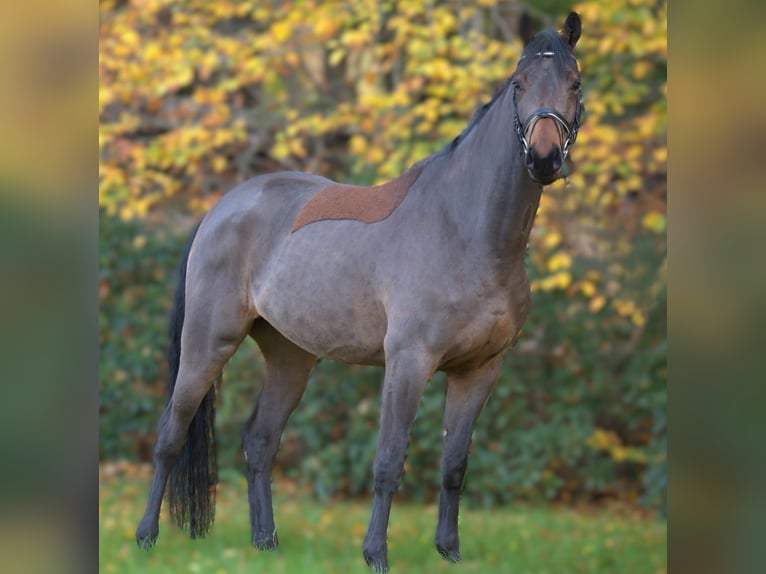 Oldenburger Springpferd Wałach 5 lat 170 cm Gniada in Essen (Oldenburg)