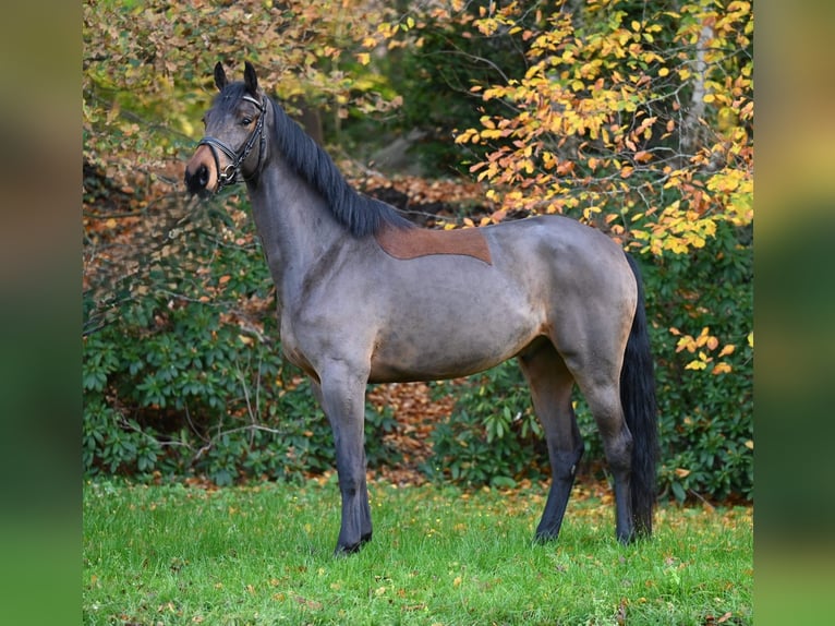 Oldenburger Springpferd Wałach 5 lat 170 cm Gniada in Essen (Oldenburg)