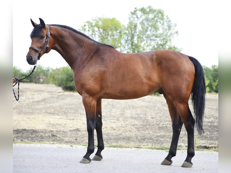 Oldenburger Springpferd Wałach 5 lat 170 cm in Szarvas