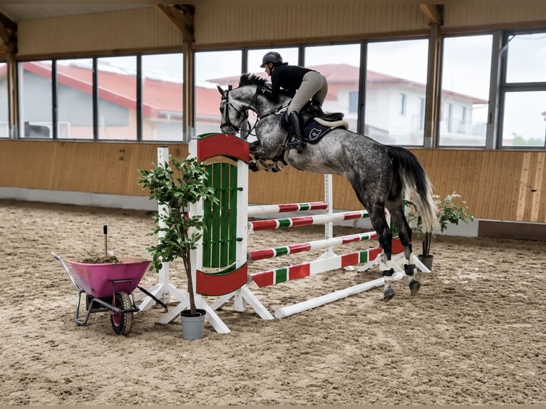 Oldenburger Springpferd Wałach 5 lat 170 cm Siwa jabłkowita in Pelmberg