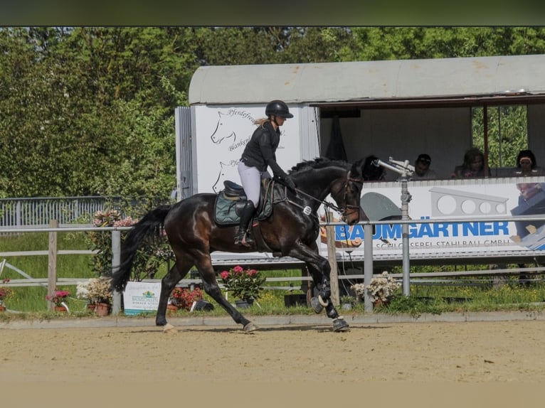 Oldenburger Springpferd Wałach 5 lat 170 cm Skarogniada in Herxheim bei Landau/Pfalz