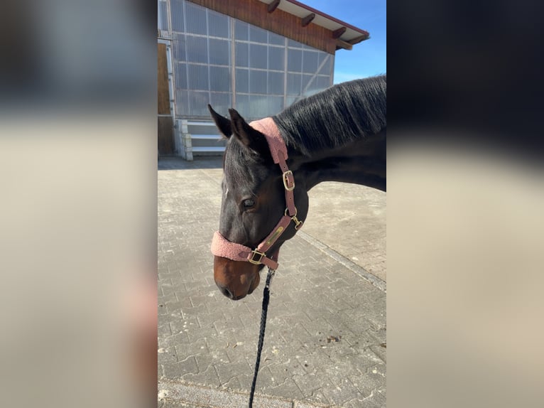Oldenburger Springpferd Wałach 5 lat 170 cm Skarogniada in Herxheim bei Landau/Pfalz