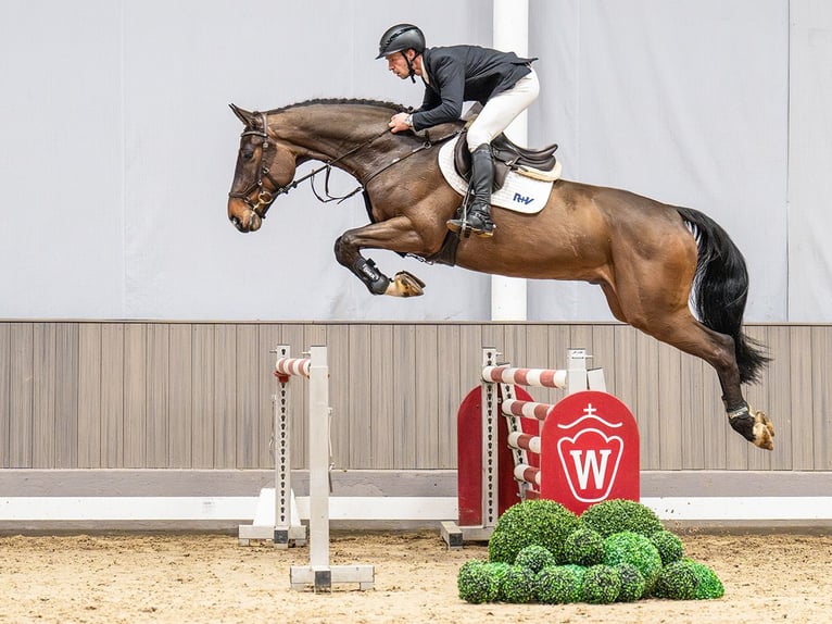 Oldenburger Springpferd Wałach 5 lat 171 cm Ciemnogniada in Münster-Handorf