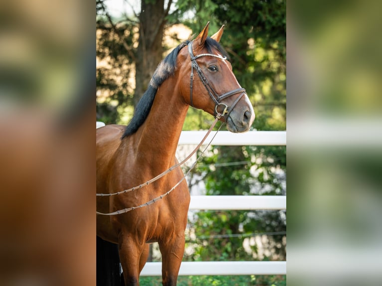 Oldenburger Springpferd Wałach 5 lat 172 cm Gniada in Karnabrunn