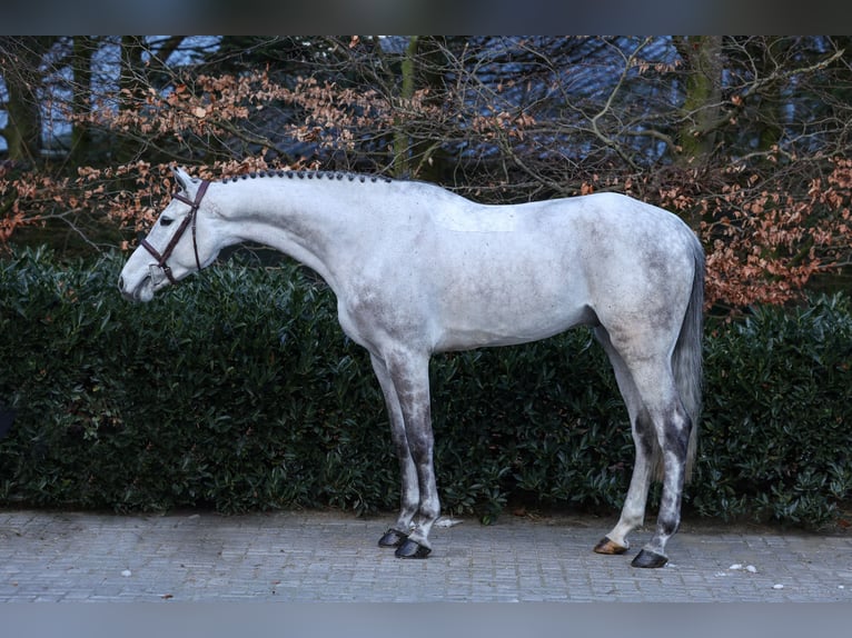 Oldenburger Springpferd Wałach 5 lat 172 cm Siwa in Lastrup