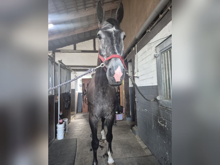 Oldenburger Springpferd Wałach 5 lat 174 cm in Gifhorn