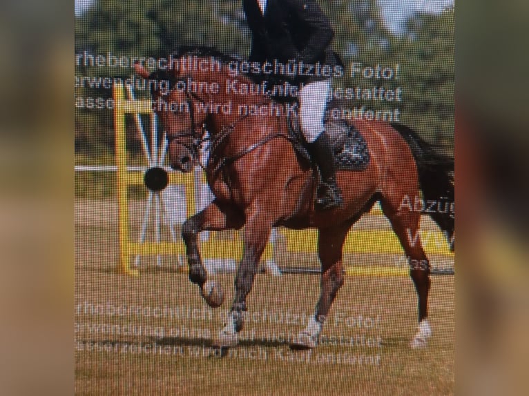 Oldenburger Springpferd Wałach 5 lat 175 cm Gniada in Parchim
