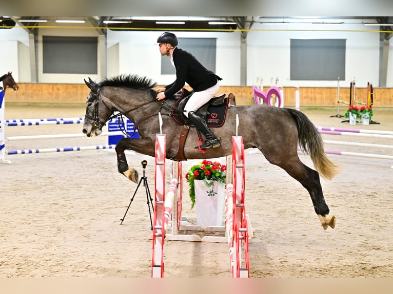 Oldenburger Springpferd Wałach 5 lat 178 cm Siwa in Rudzienice
