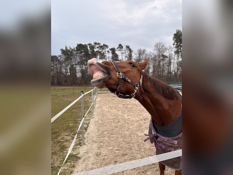 Oldenburger Springpferd Wałach 5 lat Kasztanowata in Haiterbach
