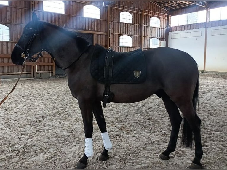 Oldenburger Springpferd Wałach 6 lat 164 cm Kara in Jakubów Oldenburger Springpferd Wałach 6 lat 164 cm Kara in Jakubów