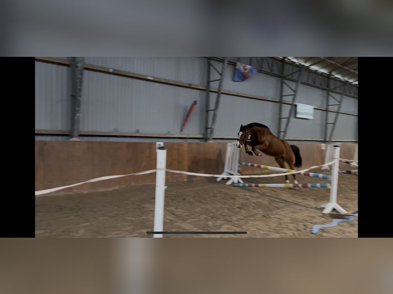 Oldenburger Springpferd Wałach 6 lat 165 cm Gniada in Staven