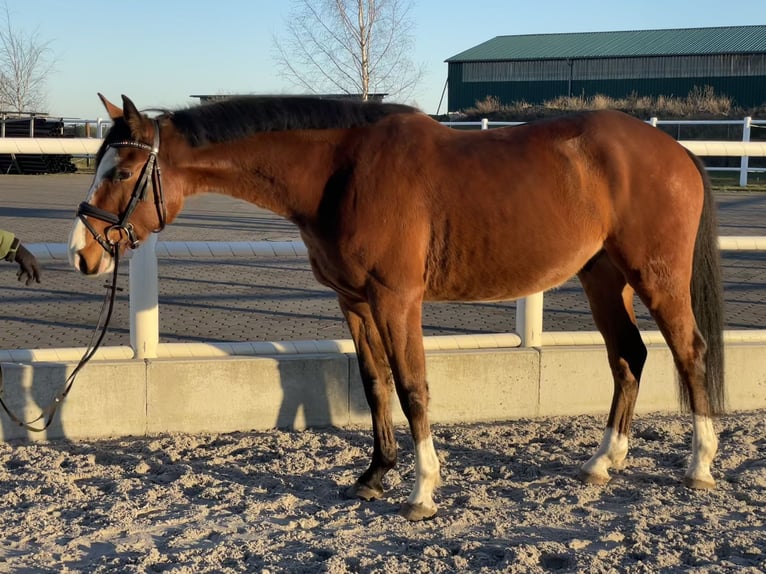 Oldenburger Springpferd Wałach 6 lat 165 cm Gniada in Staven