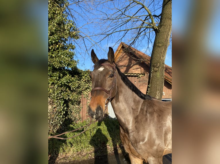 Oldenburger Springpferd Wałach 6 lat 165 cm Gniada in Wagenfeld
