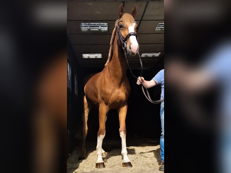 Oldenburger Springpferd Wałach 6 lat 167 cm Kasztanowata in Ueckermünde