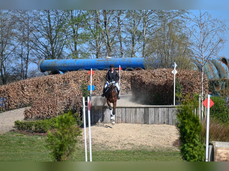 Oldenburger Springpferd Wałach 6 lat 168 cm Gniada in Esens