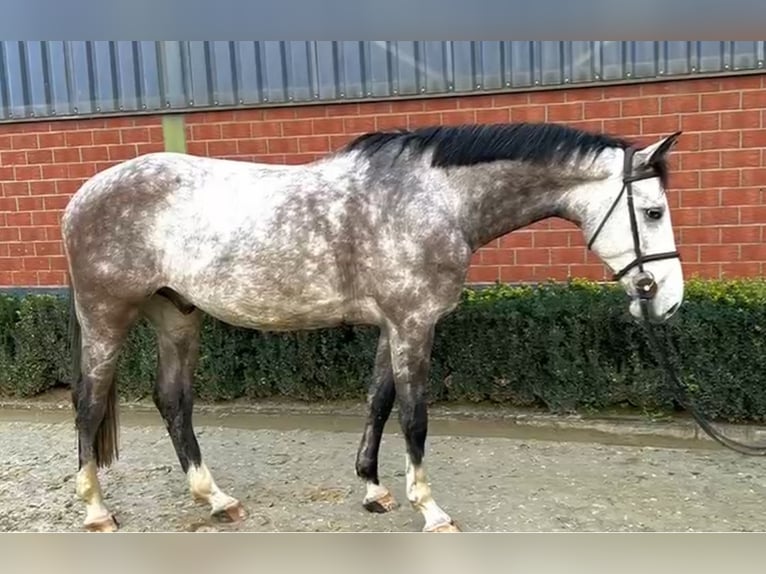 Oldenburger Springpferd Wałach 6 lat 168 cm Siwa jabłkowita in Willich