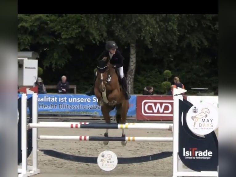 Oldenburger Springpferd Wałach 6 lat 169 cm Kasztanowata in Hasbergen