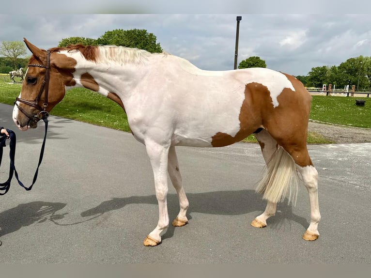 Oldenburger Springpferd Wałach 6 lat 169 cm Srokata in Münster