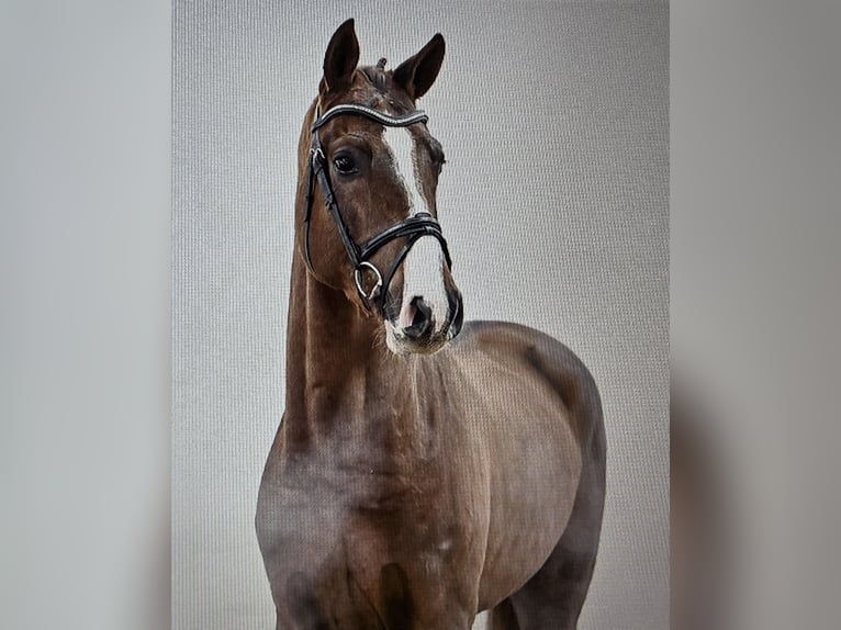 Oldenburger Springpferd Wałach 6 lat 170 cm Ciemnokasztanowata in Dornburg