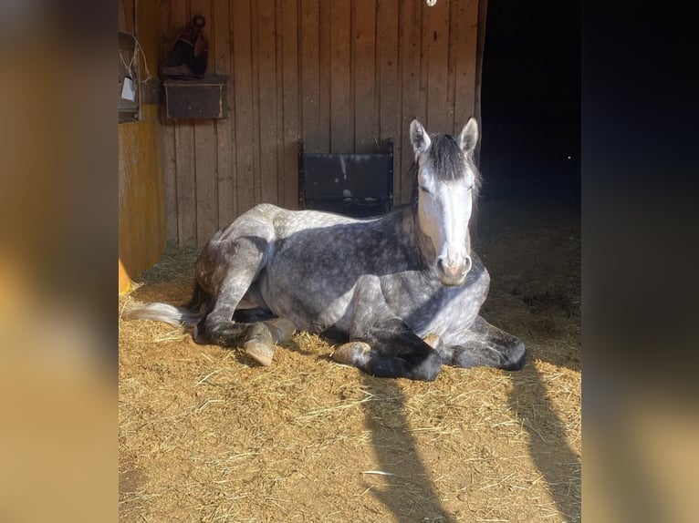 Oldenburger Springpferd Wałach 6 lat 170 cm Siwa jabłkowita in Peiting
