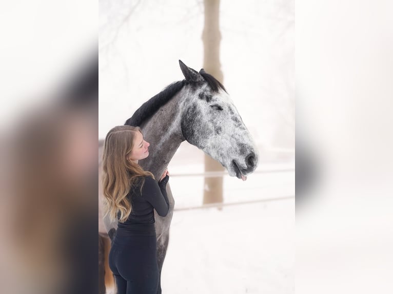 Oldenburger Springpferd Wałach 6 lat 170 cm Siwa jabłkowita in Pinneberg