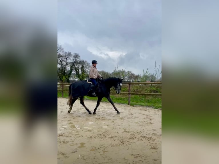 Oldenburger Springpferd Wałach 6 lat 170 cm Siwa jabłkowita in Pinneberg