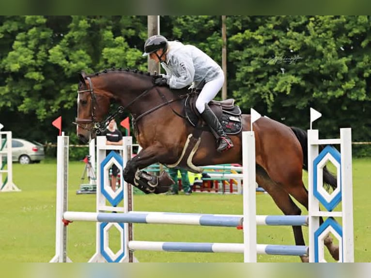 Oldenburger Springpferd Wałach 6 lat 172 cm Ciemnogniada in Trassenheide