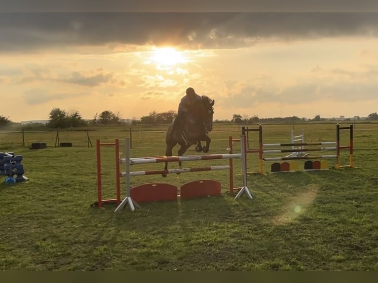 Oldenburger Springpferd Wałach 6 lat 172 cm Ciemnogniada in Trassenheide