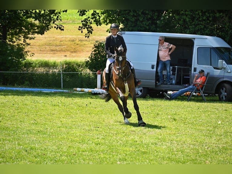 Oldenburger Springpferd Wałach 6 lat 172 cm Ciemnogniada in Trassenheide