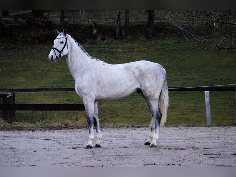 Oldenburger Springpferd Wałach 6 lat 172 cm Siwa in Modautal