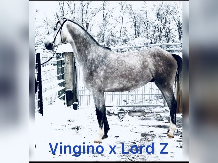 Oldenburger Springpferd Wałach 6 lat 175 cm Siwa in Altusried