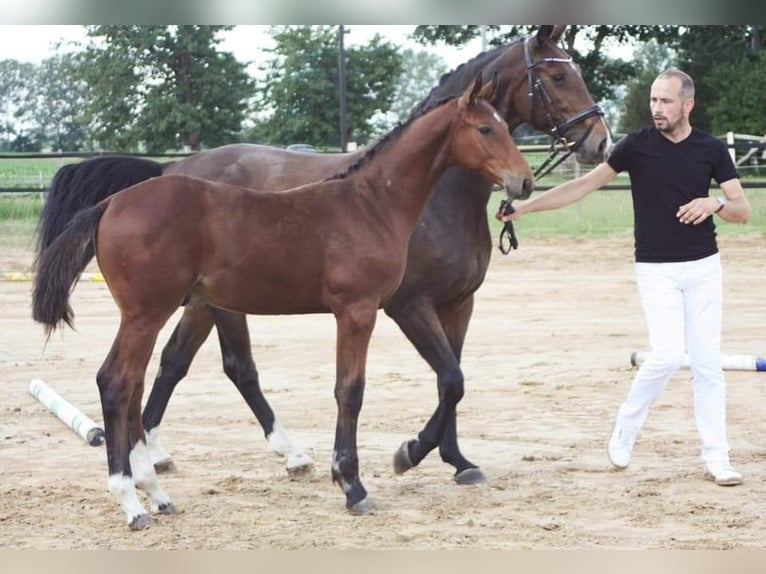 Oldenburger Springpferd Wałach 6 lat 179 cm Gniada in Groß Wokern