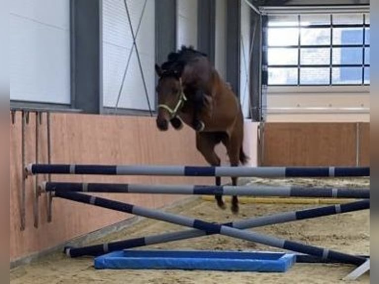 Oldenburger Springpferd Wałach 6 lat Gniada in Viersen