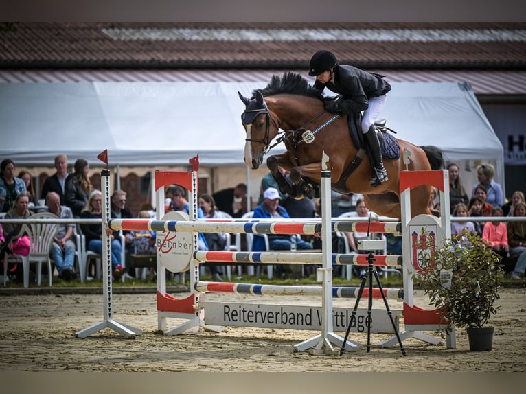 Oldenburger Springpferd Wałach 7 lat 160 cm Gniada in Bramsche