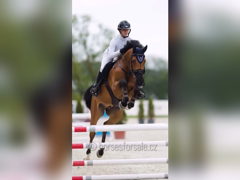 Oldenburger Springpferd Wałach 7 lat 164 cm Gniada in Benesov