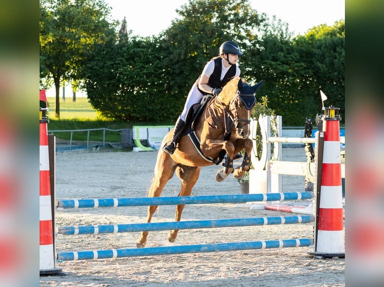 Oldenburger Springpferd Wałach 7 lat 165 cm Kasztanowata in Lachendorf