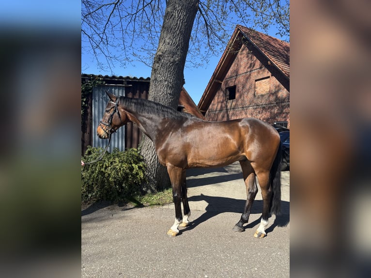 Oldenburger Springpferd Wałach 7 lat 165 cm  in Wagenfeld