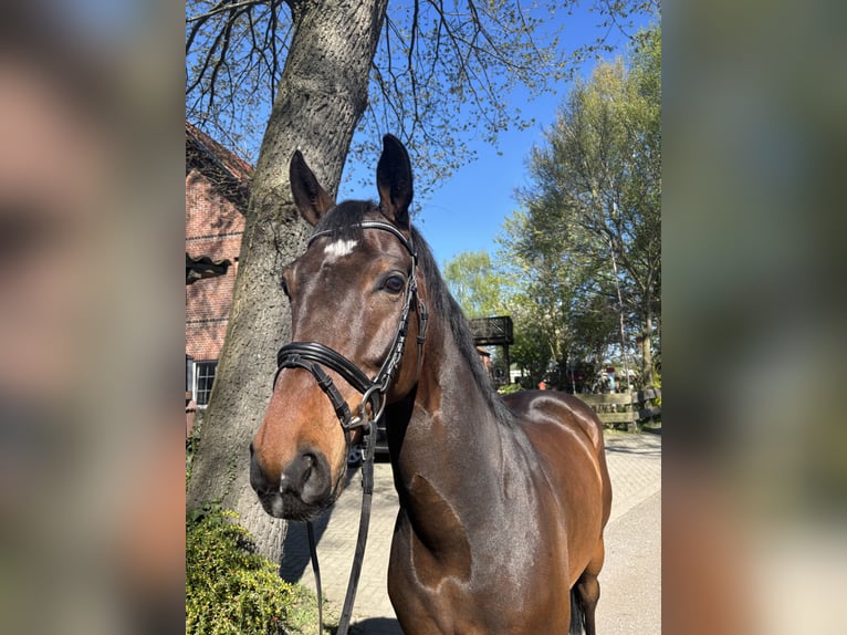 Oldenburger Springpferd Wałach 7 lat 165 cm  in Wagenfeld