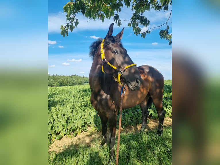 Oldenburger Springpferd Wałach 7 lat 165 cm Skarogniada in Sinsheim