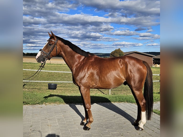 Oldenburger Springpferd Wałach 7 lat 166 cm Kasztanowata in Ehningen